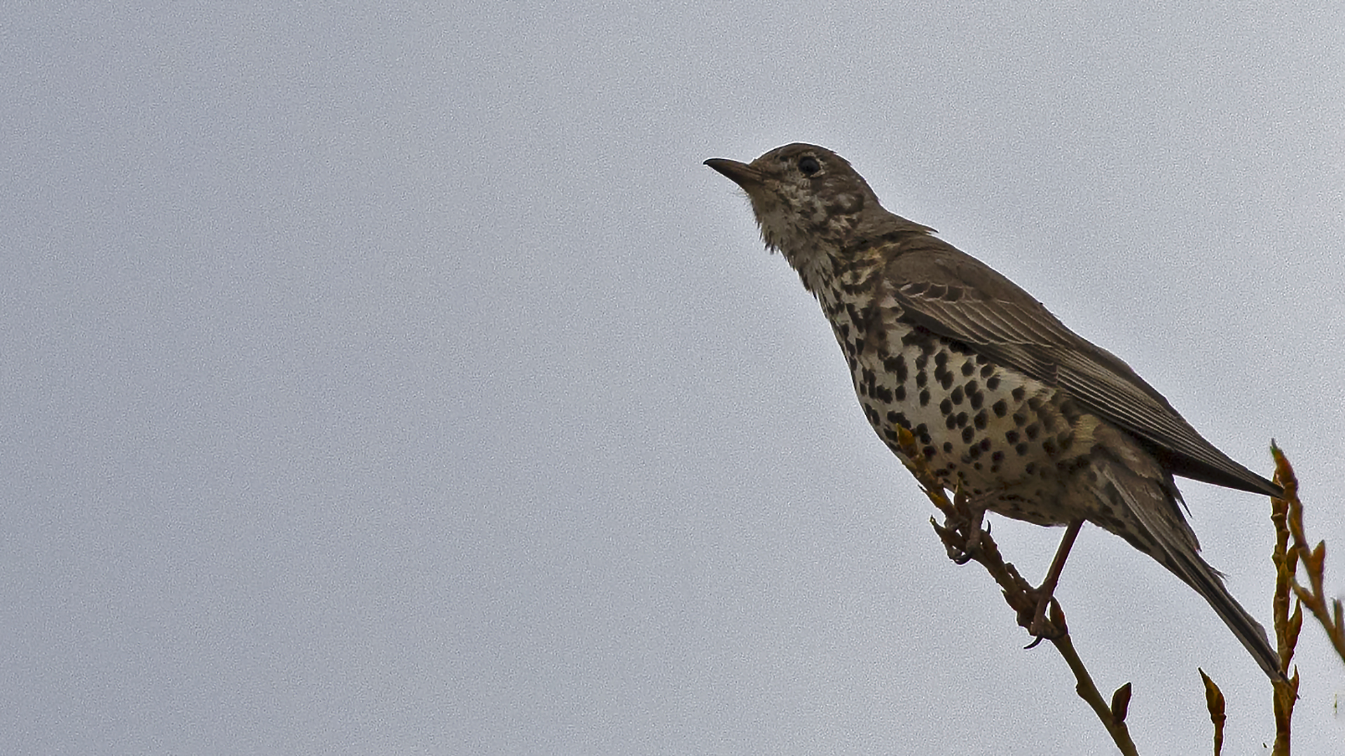 Song Thrush